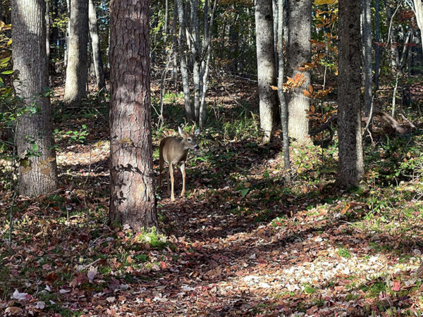 Sagana sa parke ang white-tailed deer. Credit ng Larawan: Lisa Mease