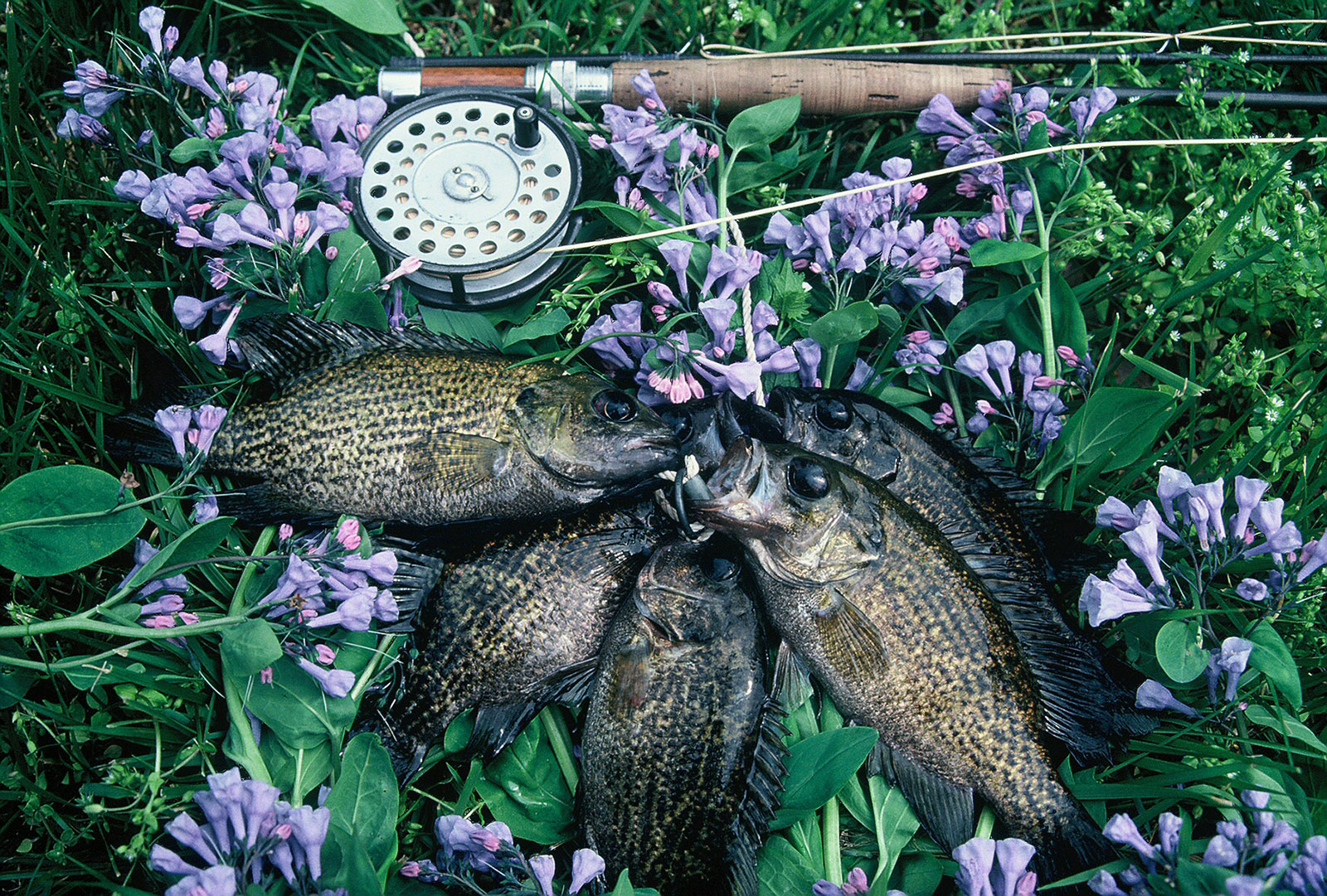 Isang imahe ng ilang rock bass sa mga bulaklak sa tabi ng isang fishing rod