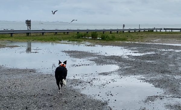 Si Flyaway Bett ay masipag sa HRBT North Island