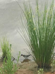 isang imahe ng isang Red-necked Phalarope sa Ryan's Pond 
