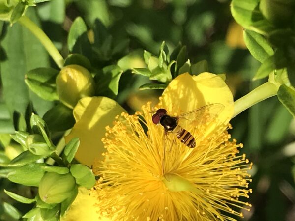 Isang imahe ng isang hoverfly sa isang St. John's wort, ginagaya nila ang mga bubuyog ngunit hindi sumasakit at kumakain ng nektar