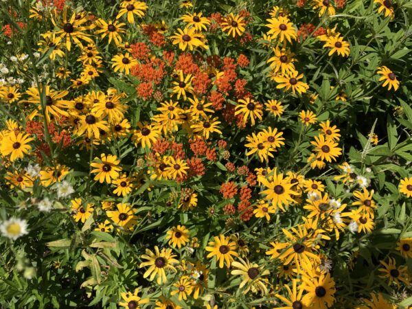 Isang imahe ng iba't ibang mga pamumulaklak sa isang pollinator garden; sila ay madalas na dilaw at orange dahil ang mga kulay na iyon ay pinapaboran ng mga bubuyog