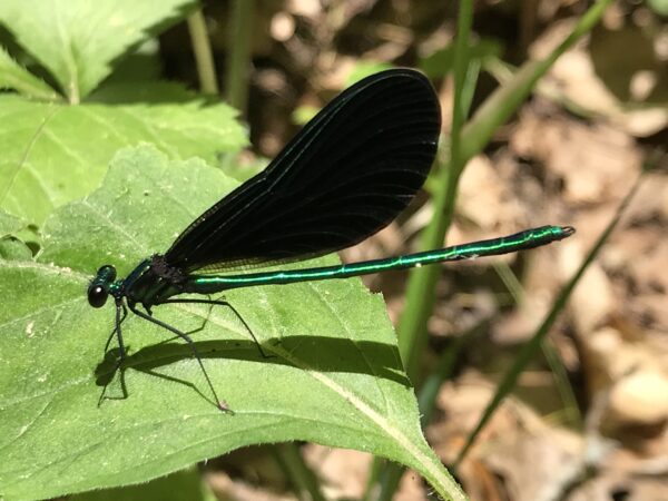 Isang imahe ng isang ebony jewel wing damselfly; isang itim na tutubi na parang surot na may berdeng guhit sa kahabaan ng tiyan at ulo nito