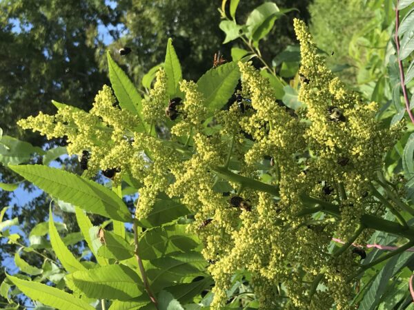 Isang imahe ng isang sumac na bulaklak at isang bumble bee; ang mga bulaklak na ito ay isang kamangha-manghang mapagkukunan ng pagkain para sa maraming mga pollinator.