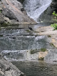Isang imahe ng isang mahusay na asul na tagapangingisda sa tubig ng Natural na tulay