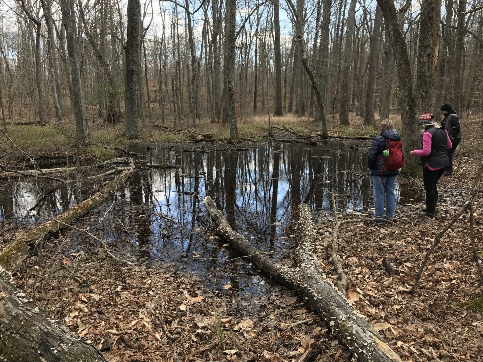 Isang grupo ng mga tao na nakatayo sa paligid ng isang vernal pool sa isang hardwood na kagubatan; Ang mga vernal pool ay mukhang talagang malalaking puddles, medyo mas malaki.