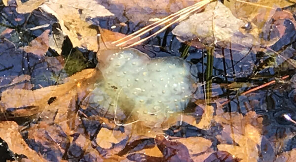 Isang milky green egg mass para sa mga batik-batik na salamander sa isang vernal pond
