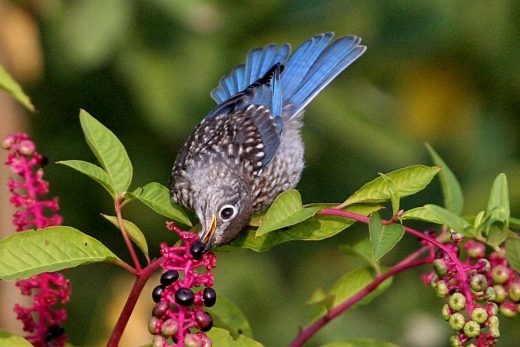 Ang Eastern Bluebird na baguhan na kumakain ng pokeweed berries 