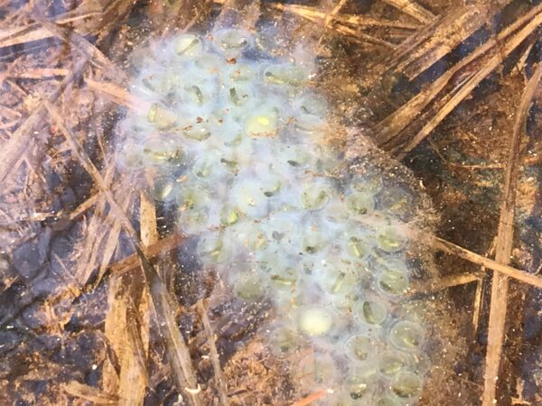 isang imahe ng ngayon ay malinaw na off-yellow spotted salamander larvae; ang kanilang nesting material ay naging kulay gatas na puti
