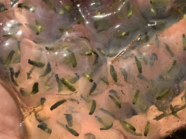 Ang mga batik-batik na salamander ay lumilitaw na berde habang sila ay nabubuo kasama ng symbiotic algae