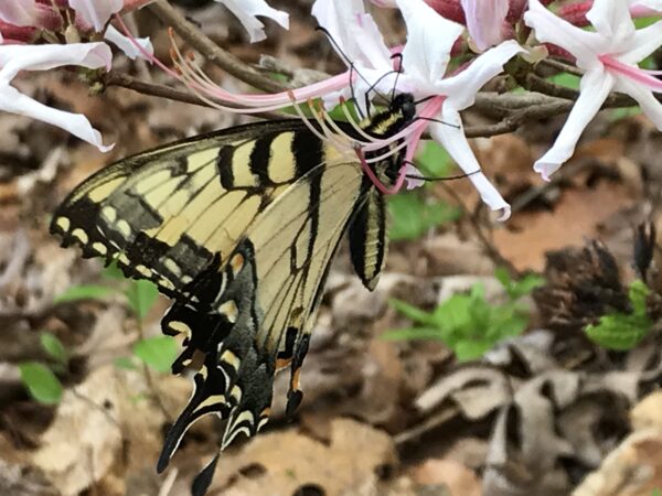 Isang imahe ng isang eastern tiger swallowtail na kumakain ng nektar mula sa isang pinxter bloom azalea