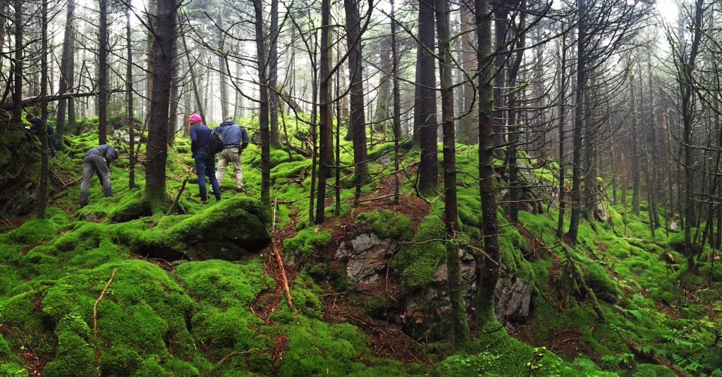 Isang mossy misty spruce fir forest