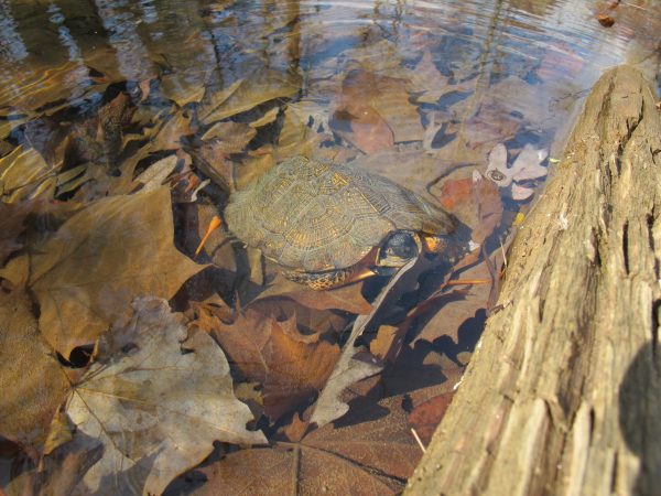 Isang imahe ng isang adult wood turtle sa ilalim ng tubig; madalas silang naghahanap ng pagkain sa mga ilog at lawa.