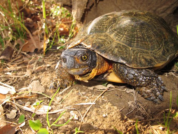 Isang imahe ng Wood Turtle