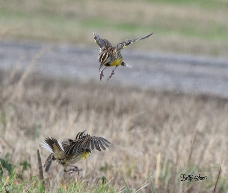 Eastern meadowlarks sa isang field
