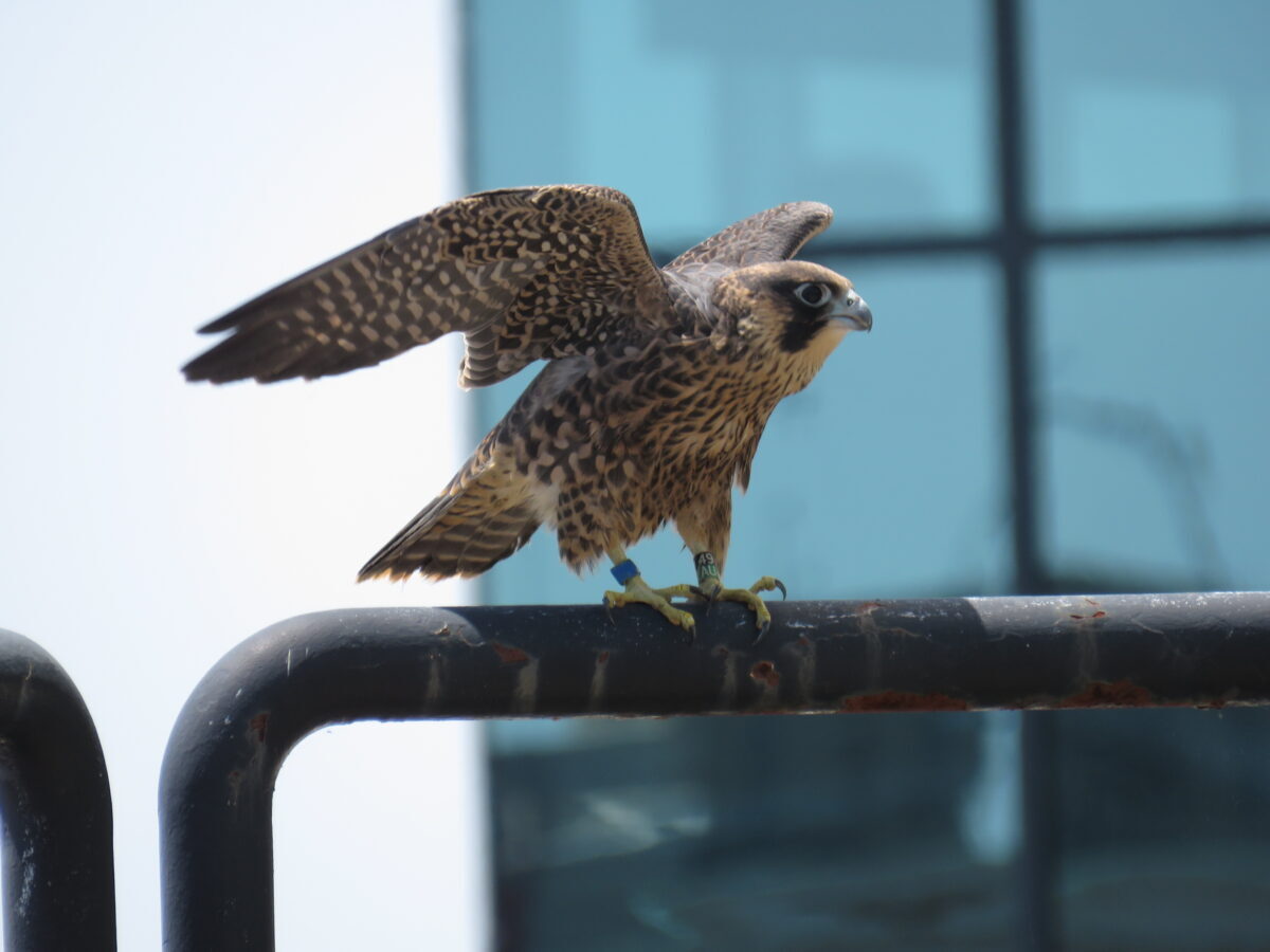 Asul na dumapo sa isang rehas sa 14th floor patio.