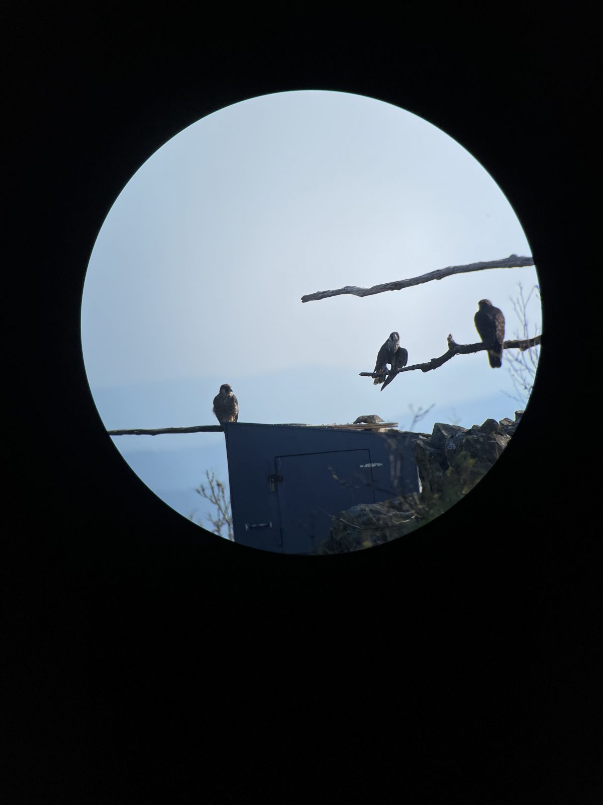 Tatlong peregrine falcon ang dumapo sa mga sanga ng puno.