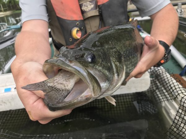 Isang largemouth bass na gumagawa ng pagkain mula sa isa sa stocked trout ng DWR.