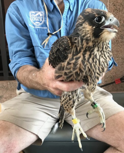 Isang imahe ng isang kawani ng DWR na may hawak na peregrine falcon chick