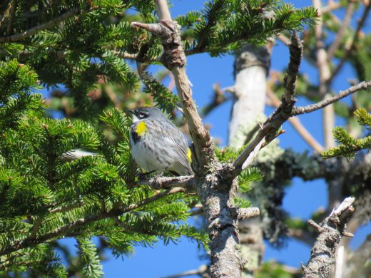 Isang imahe ng isang dilaw na rumped warbler sa isang pine tree