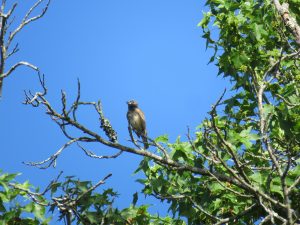 Isang larawan ng Second-Year Male Blue Grosbeak sa isang sangay