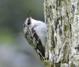 Isang imahe ng isang brown creeper sa isang puno