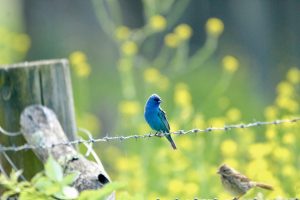 Isang indigo bunting sa ilang barbed wire