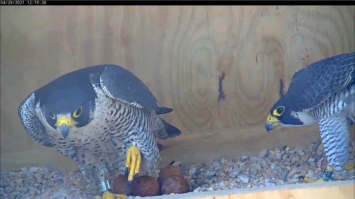 Inalis ng male falcon (kanan) ang babae (kaliwa) mula sa clutch sa panahon ng palitan ng incubation.