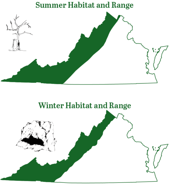Ang Indiana bat ay matatagpuan sa mga rehiyon ng montane ng Virginia