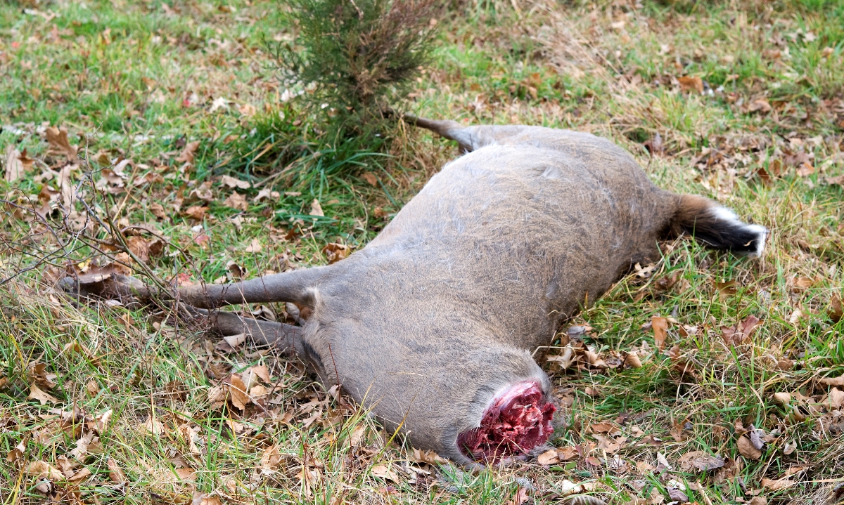 Isang imahe ng isang puting buntot na usang usa...nawawala ang ulo; gusto lang ng poacher ang ulo at sa gayon ay iniwan ang natitirang bahagi ng katawan.