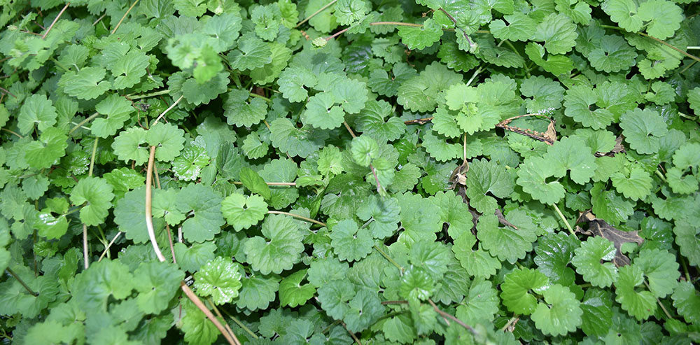 Isang imahe ng isang patch ng ground ivy; ito ay mga maliliit na halaman na may bilugan na berdeng dahon na isang agresibong invasive na halaman
