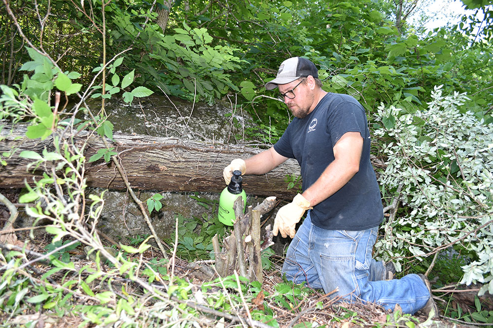 Isang lalaking naglalagay ng kemikal mula sa isang berdeng bote ng spray hanggang sa mga taglagas na olive stub na katatapos lang maputol.