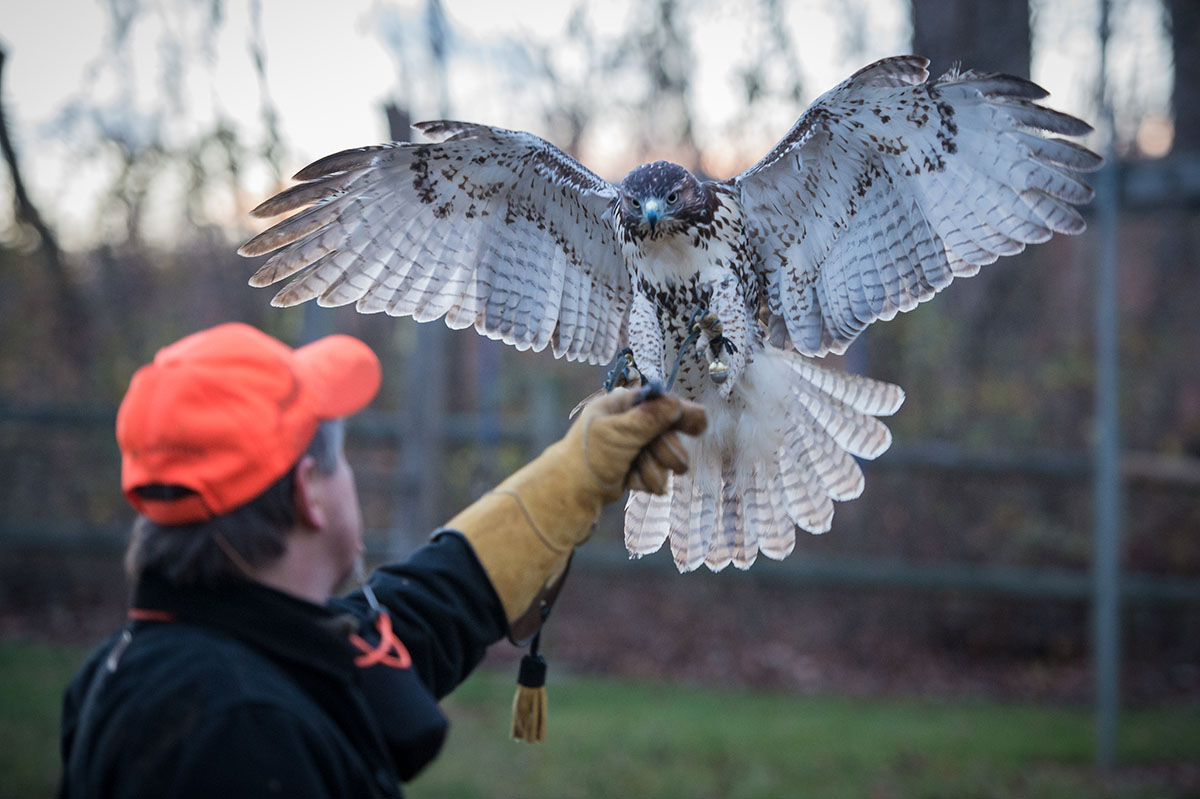 Inihanda ni Gene Stevans ang kanyang juvenile red-tailed hawk para palabasin.