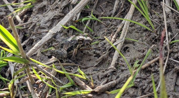 Isang larawan ng hilagang palaka ng kuliglig na may hindi gaanong halatang berdeng mga marka pagkatapos ng palaka sa timog na kuliglig