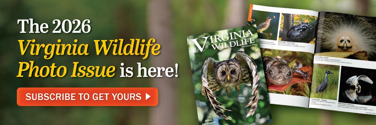 Narito na ang Isyu ng Larawan ng 2026 Virginia Wildlife! Mag-subscribe para makuha ang sa iyo ngayon. 
