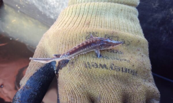 Isang maliit, batang kayumangging sturgeon, mga 3 pulgada, sa likod ng isang kamay na may guwantes na tela.