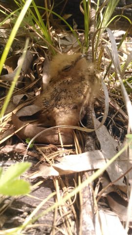 Isang imahe ng isang batang eastern Whip-poor-will