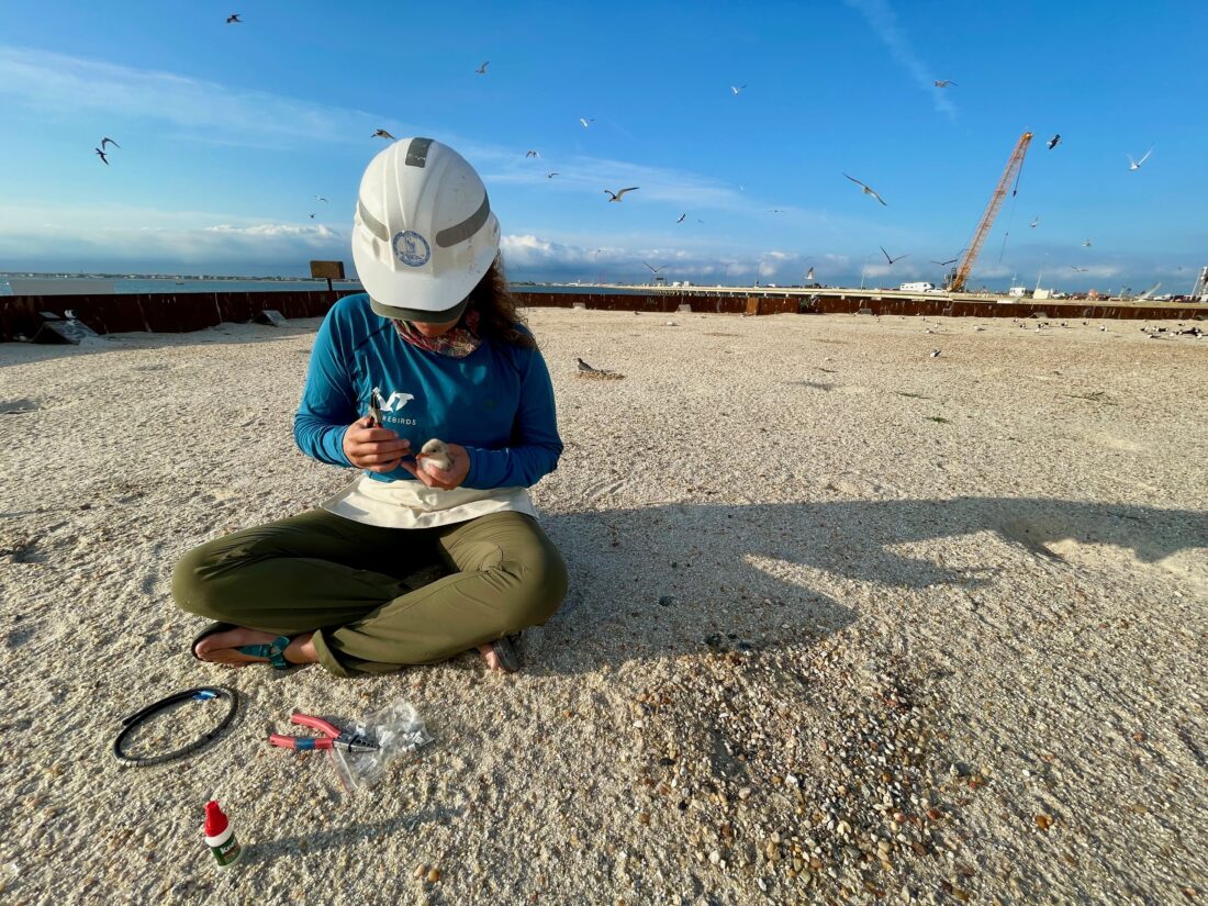 Pinagsama ni Kelsi Hunt ang isang gull-billed tern chick sa ibabaw ng isa sa mga barge.