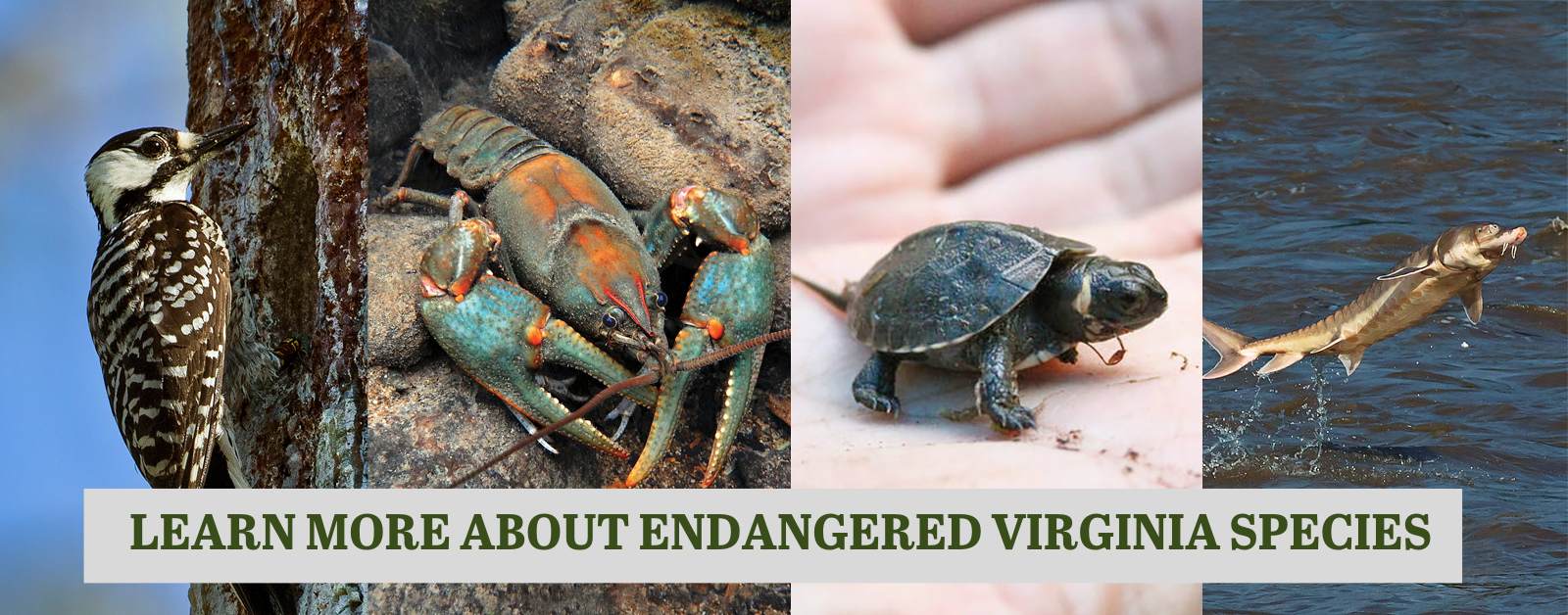 Apat na larawan sa isang collage - isang pulang-cockaded woodpecker sa isang puno, isang Big Sandy crayfish sa ilalim ng tubig sa mga ricks, isang maliit na baby bog turtle sa kamay ng isang tao, at isang sturgeon fish na tumatalon palabas ng tubig. May nakasulat na banner na "Matuto pa tungkol sa mga endangered Virginia species."