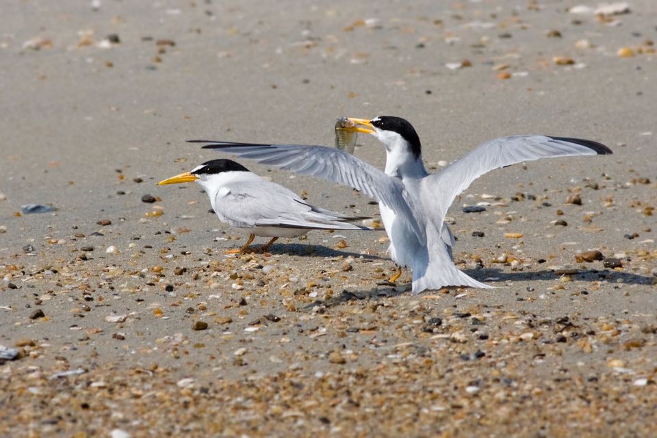 Least Tern nag-aalok ng isda sa panliligaw