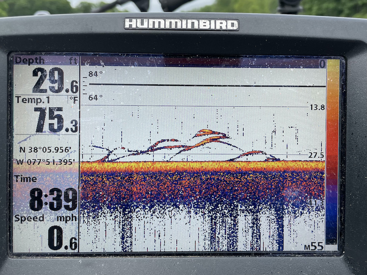 Isang imahe ng isang Hummingbird depth meter na nagpapakita ng mga arko sa column ng tubig na nagpapahiwatig ng pagkakaroon ng mga striper
