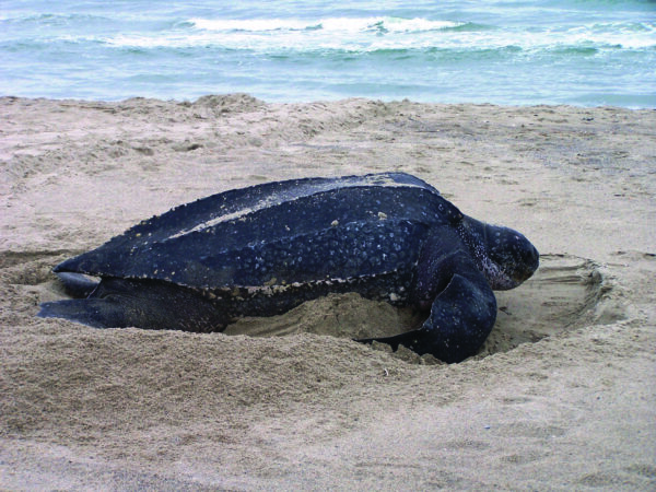 Isang imahe ng Leatherback Sea Turtle