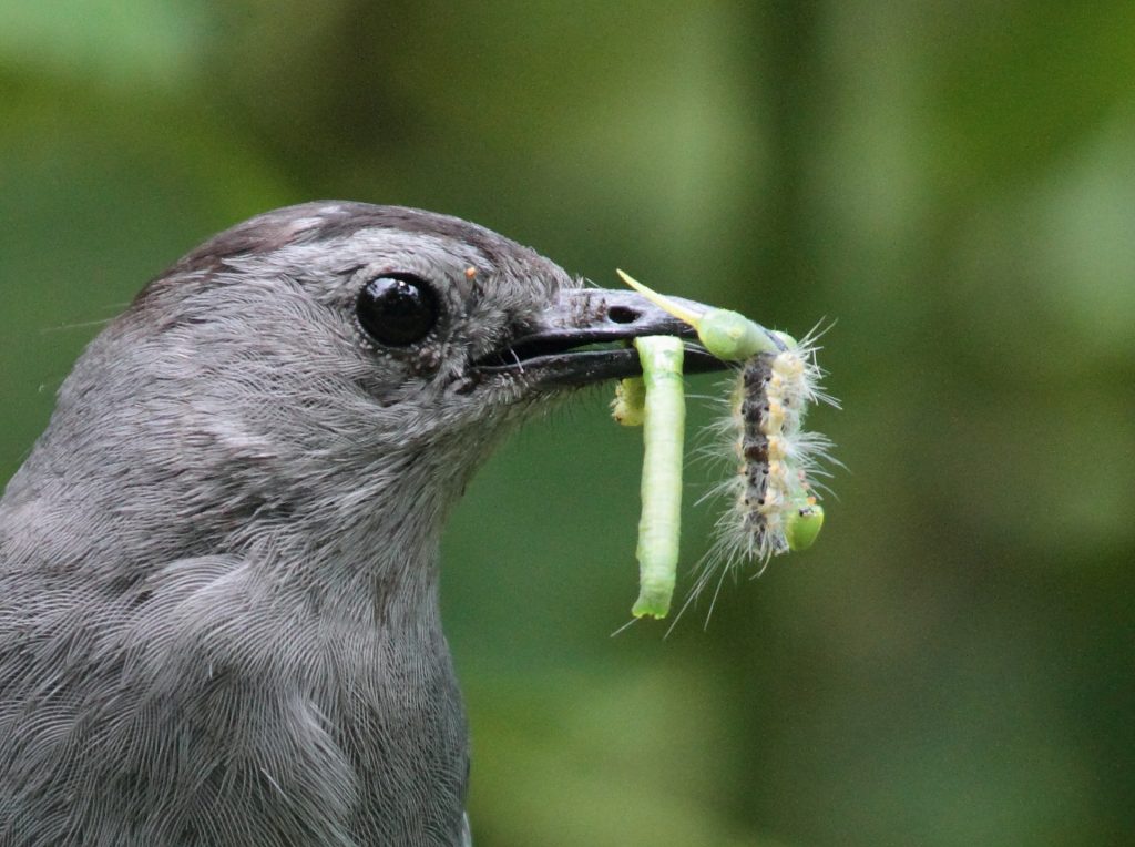 Isang kulay abong catbird na may tuka na puno ng mga uod