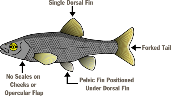 Isang ilustrasyon na pinangalanan ang iba't ibang bahagi ng isda - Isang palikpik sa likod, may sawang buntot, palikpik sa pelvic na nakaposisyon sa ilalim ng palikpik ng likod, at walang kaliskis sa pisngi o opercular flap.