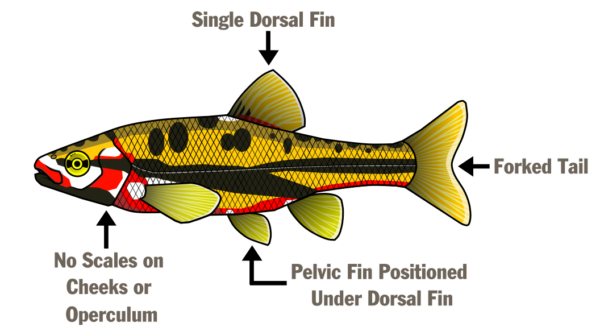 Isang ilustrasyon na nagpapangalan ng mga bahagi ng isda - Isang palikpik sa likod, may sawang buntot, palikpik sa pelvic na nakaposisyon sa ilalim ng palikpik ng likod, at walang kaliskis sa pisngi o operculum.