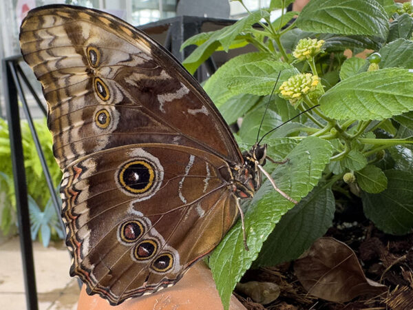 Hindi na kailangang maglakbay sa Mexico para makakita ng karaniwang (o asul) na morpho at marami pang magagandang paru-paro at gamugamo sa panahon ng Butterflies LIVE! Credit ng Larawan: Lisa Mease