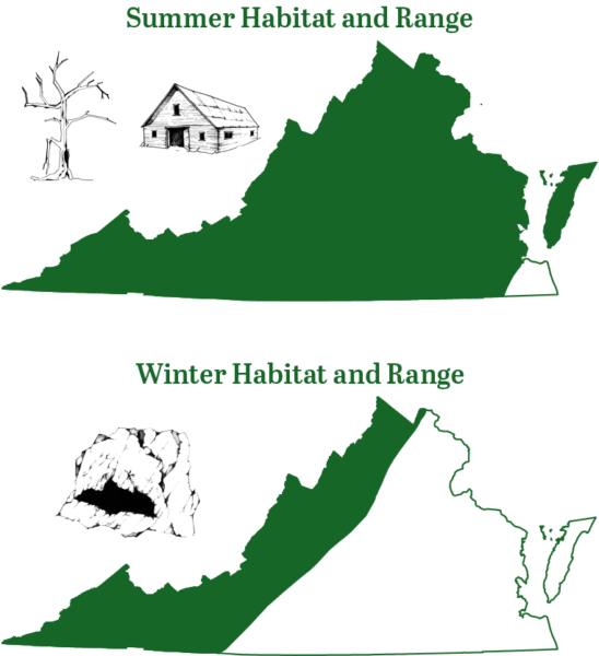 Ang maliit na brown bat ay matatagpuan sa buong Virginia sa tag-araw; sa panahon ng taglamig, lilipat sila sa loob ng bansa patungo sa mga bulubundukin ng kanlurang Virginia