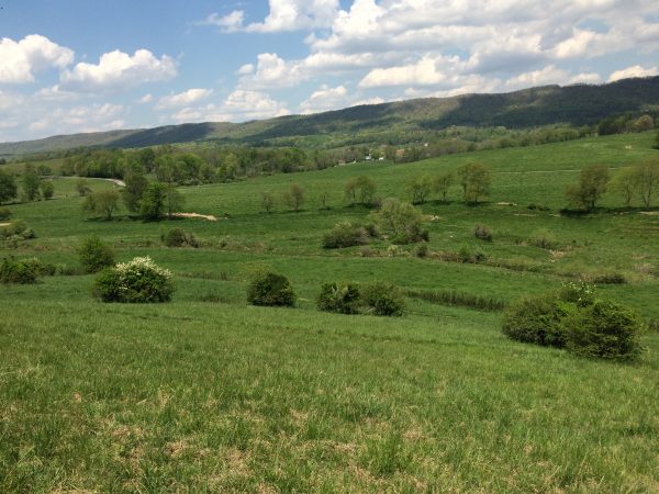 Isang imahe ng parang; perpektong teritoryo ng loggerhead shrike