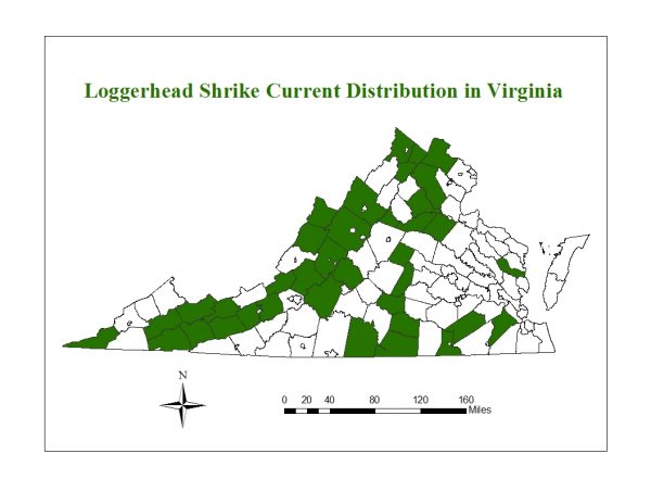 Ang loggerhead shrike ay isang threatened species na matatagpuan sa mga nakakalat na populasyon sa buong Virginia