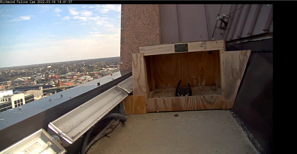 Ang babaeng peregrine falcon ay nagpapanatili ng scrape